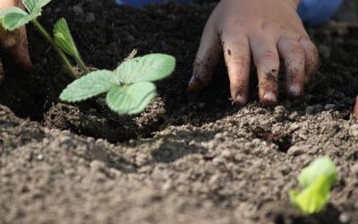 Pflanzaktion mit Gartenbauverein