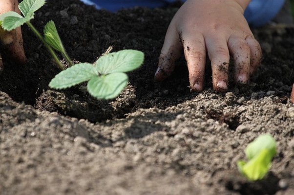 Pflanzaktion mit Gartenbauverein